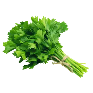 Coriander